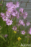 Echte koekoeksbloem (Lychnis flos-cuculi)