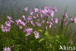 Echte koekoeksbloem (Lychnis flos-cuculi)