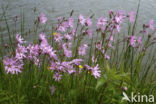 Echte koekoeksbloem (Lychnis flos-cuculi)