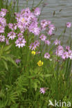 Echte koekoeksbloem (Lychnis flos-cuculi)