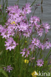 Echte koekoeksbloem (Lychnis flos-cuculi)