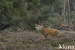Red Deer (Cervus elaphus)