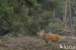 Red Deer (Cervus elaphus)