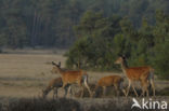 Red Deer (Cervus elaphus)