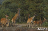 Red Deer (Cervus elaphus)