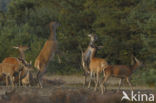 Red Deer (Cervus elaphus)