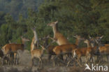 Red Deer (Cervus elaphus)