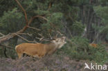 Red Deer (Cervus elaphus)