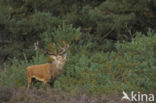 Red Deer (Cervus elaphus)