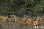 Red Deer (Cervus elaphus)