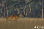 Red Deer (Cervus elaphus)