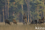 Red Deer (Cervus elaphus)