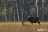 Red Deer (Cervus elaphus)