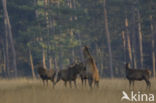 Red Deer (Cervus elaphus)