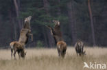 Red Deer (Cervus elaphus)