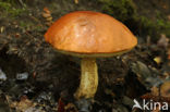 Orange oak bolete (Leccinum quercinum)