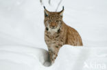 Euraziatische lynx (Lynx lynx)
