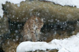 Euraziatische lynx (Lynx lynx)