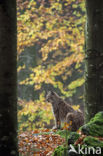 Euraziatische lynx (Lynx lynx)