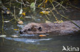 Europese bever (Castor fiber)