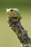 European Tree Frog (Hyla arborea)