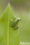 European Tree Frog (Hyla arborea)