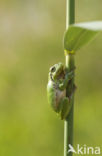 European Tree Frog (Hyla arborea)