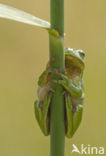 Europese boomkikker (Hyla arborea)