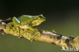 European Tree Frog (Hyla arborea)