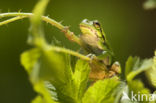 Europese boomkikker (Hyla arborea)