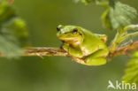 European Tree Frog (Hyla arborea)