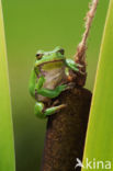 European Tree Frog (Hyla arborea)