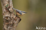 Europese Boomklever (Sitta europaea)