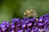 Europese Honingbij (Apis mellifera mellifera)