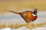 Ring-necked Pheasant (Phasianus colchicus)