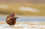 Ring-necked Pheasant (Phasianus colchicus)