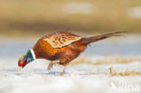 Ring-necked Pheasant (Phasianus colchicus)