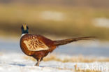 Ring-necked Pheasant (Phasianus colchicus)