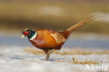 Ring-necked Pheasant (Phasianus colchicus)