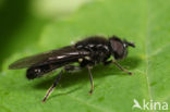 Hoverfly (Pipiza bimaculata)
