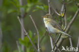 Willow Warbler (Phylloscopus trochilus)