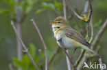 Willow Warbler (Phylloscopus trochilus)