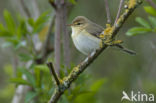 Willow Warbler (Phylloscopus trochilus)