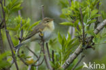 Willow Warbler (Phylloscopus trochilus)