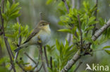 Willow Warbler (Phylloscopus trochilus)