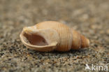 Fuikhoren (Nassarius labiosus)