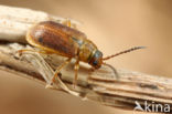 Galerucella tenella