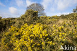 Common Gorse (Ulex europaeus)