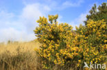 Common Gorse (Ulex europaeus)