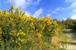 Common Gorse (Ulex europaeus)